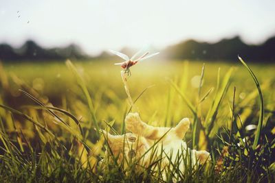 Close-up of insect on grass in field