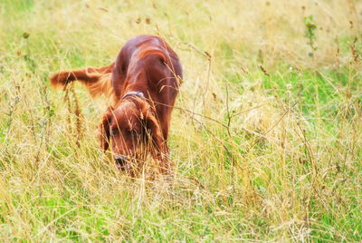 Dog in a field