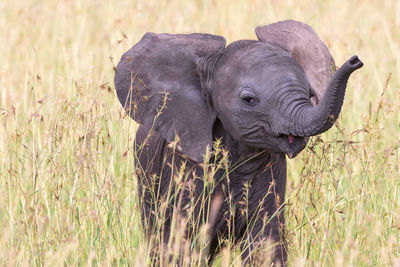 Elephants on field