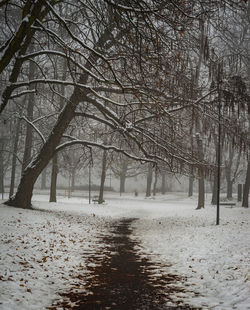 Bare trees on snow covered landscape