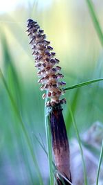 Close-up of caterpillar on plant