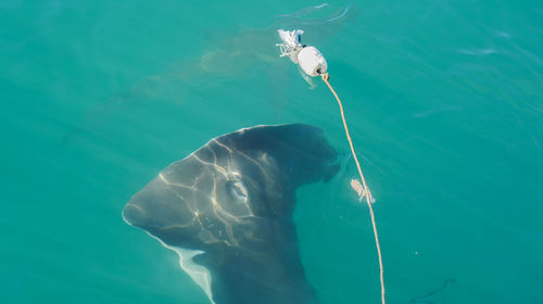 High angle view of fish swimming in sea