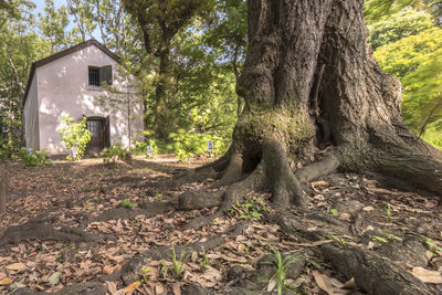 Trees growing in forest