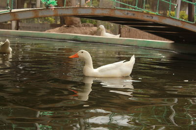 Close-up of swan swimming on lake