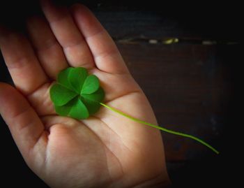 Close-up of hand holding leaves