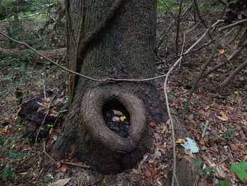 Close-up of tree trunk