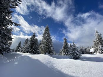 Snow covered land and trees against sky