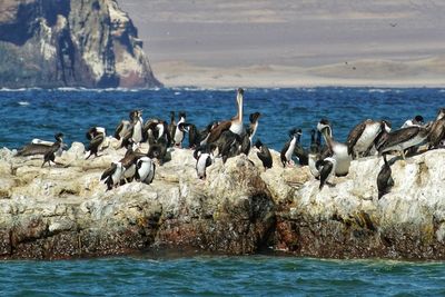 Birds perching on rock by sea