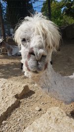 Close-up portrait of a horse