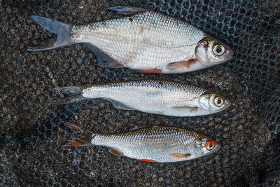 High angle view of fish