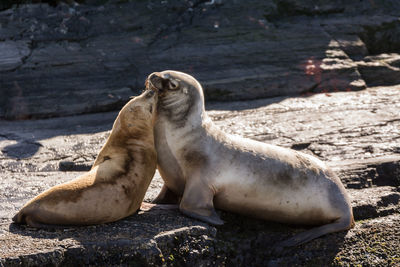 Two sea lions in the wild