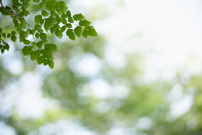 Low angle view of tree against sky