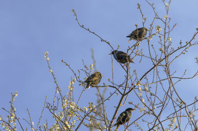 Four starlings in a tree