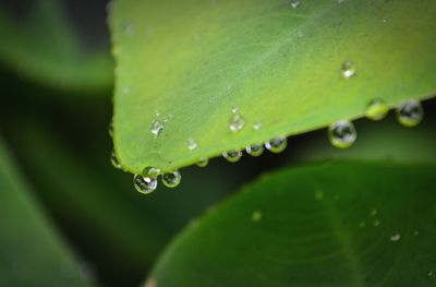 Close-up of water drops on plant