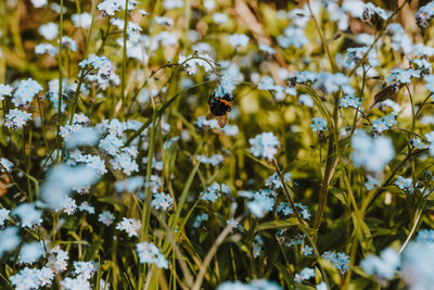 Close-up of bee pollinating flower