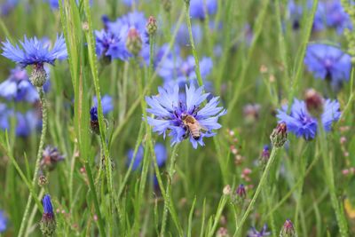 Close-up of purple flowering plants on field