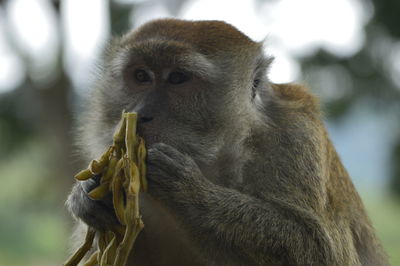Portrait of monkey eating