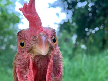 Close-up portrait of a bird - chicken