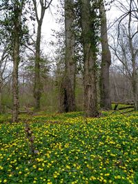 Scenic view of flowering trees in forest