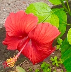 Close-up of red hibiscus flower