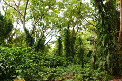 Low angle view of bamboo trees in forest