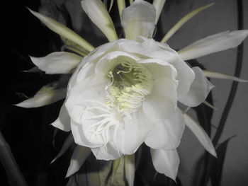 Close-up of white flowering plant