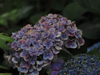 Close-up of purple hydrangea flowers