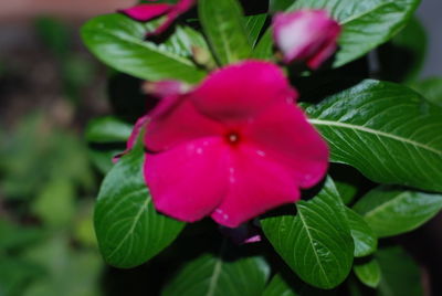 Close-up of pink flower