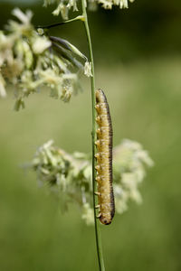 Close-up of insect on plant