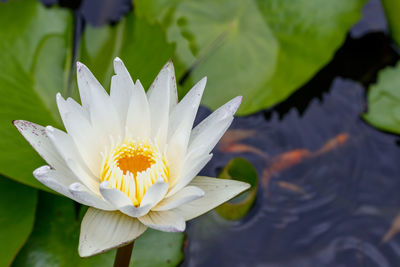 White lotus with yellow pollen on surface of pond, blur background.