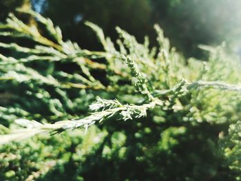 Close-up of snow on plant