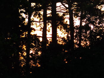 Silhouette of trees at sunset