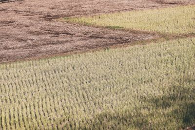 Full frame shot of agricultural field