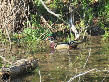 Side view of a bird in a water