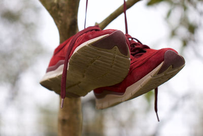 Close-up of red leaf hanging on tree