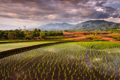 Panoramic views of rice fields in early february 2021