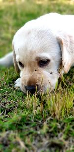 Close-up of a dog on field