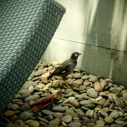 Close-up of bird perching on stone