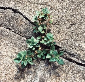 High angle view of plant