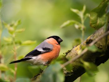 Close-up of bullfinch perching on branch