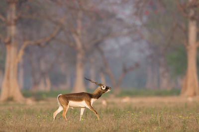 Side view of deer on field