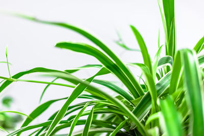 Close-up of fresh green grass