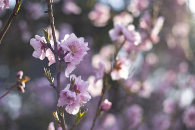 Close-up of pink cherry blossoms