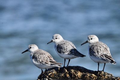 Shorebirds on the rocks