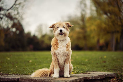 Portrait of a dog on field