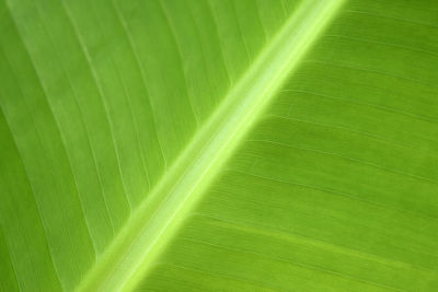 Full frame shot of leaf