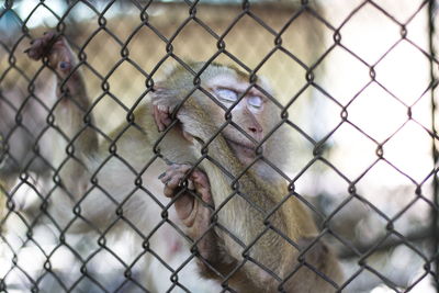 Close-up of monkey on chainlink fence at zoo