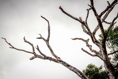 Bare trees against clear sky