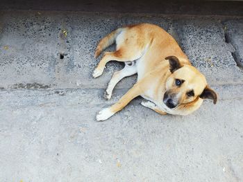 High angle view of dog on footpath