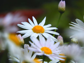 Close-up of white daisy flowers